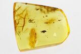 Detailed Fossil Beetle (Dryophilinae) in Baltic Amber #300644-1